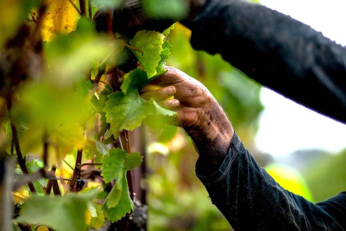 Picking Grapes