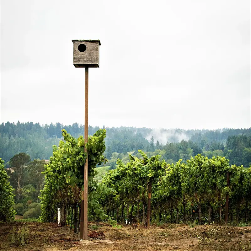 Owl box