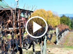 Vineyard thumbnail.