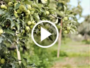 Apple orchard.