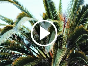 Palm tree thumbnail.