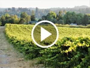 Vineyard thumnail.