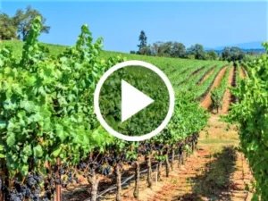 Vineyards video thumbnail.
