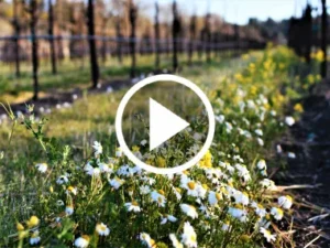 Vineyard thumbnail.