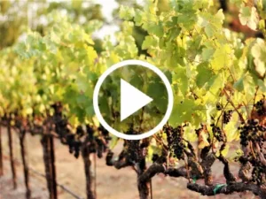 Vineyard thumbnail.