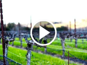 Vineyard