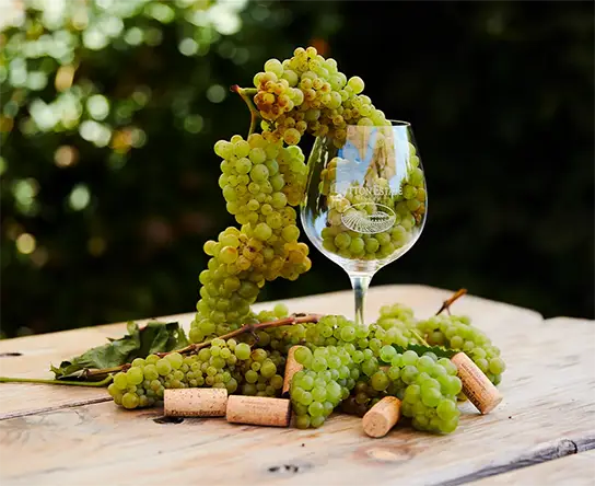 Grape to Glass Experience
