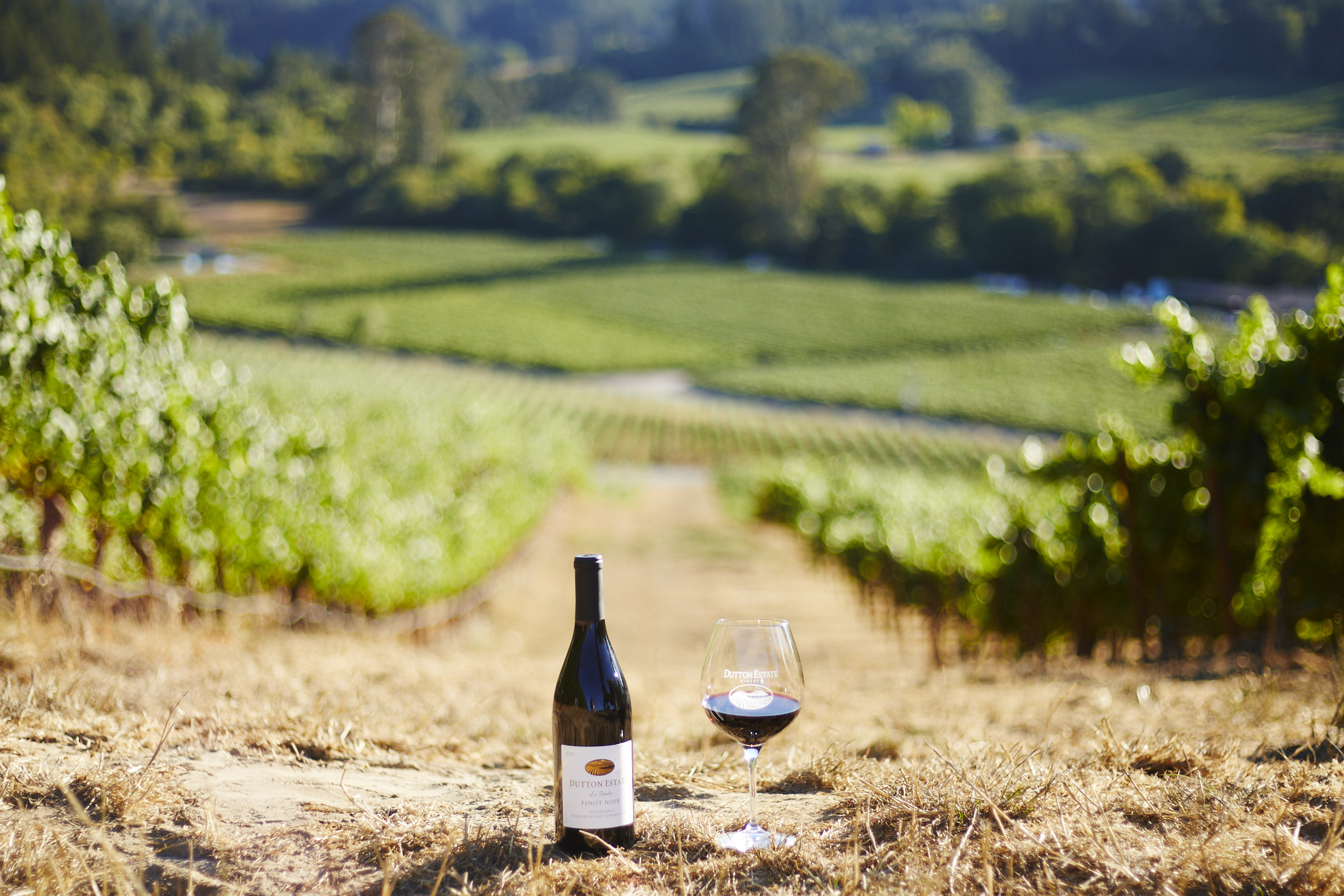 vineyard