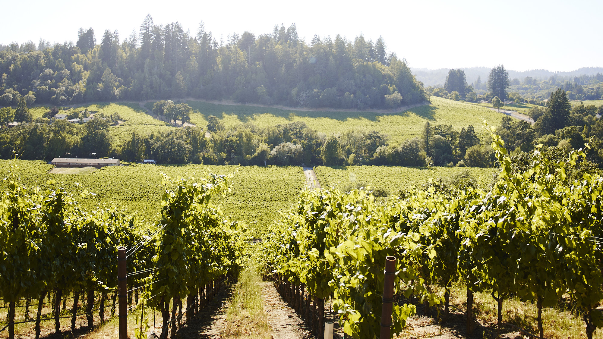 Six Generations of Farming & Family Winemaking Since 1995