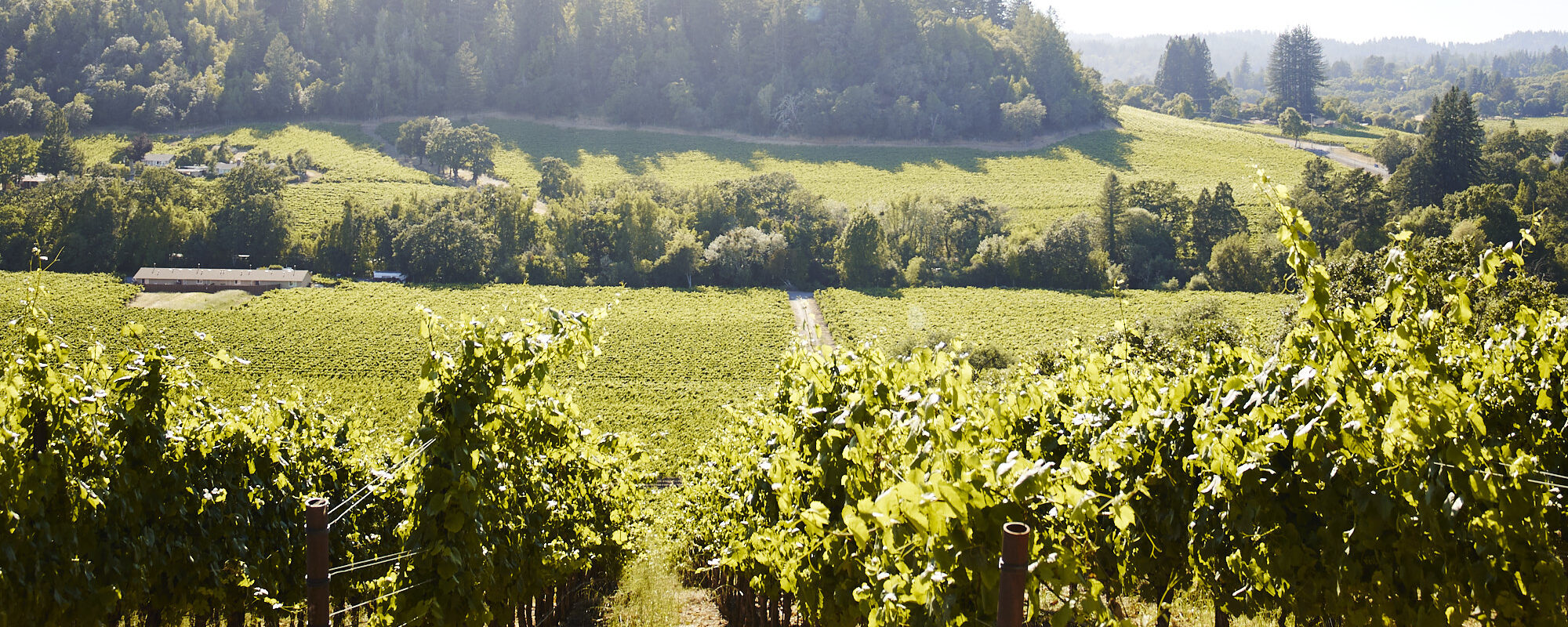 Six Generations of Farming & Family Winemaking Since 1995