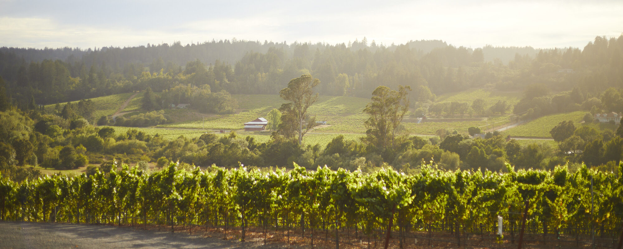 Seven Generations of Farming & Family Winemaking Since 1995